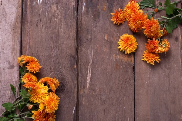 Sarı sonbahar çiçek