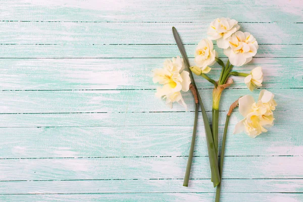 Narcisos amarillos frescos de primavera — Foto de Stock