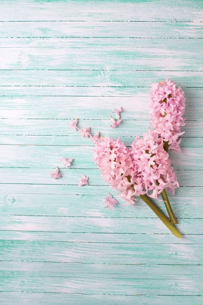 Fondo con jacintos de flores frescas — Foto de Stock