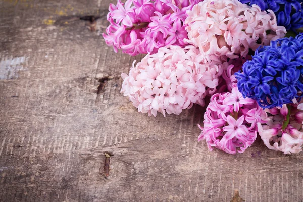 Taze pembe sümbül — Stok fotoğraf