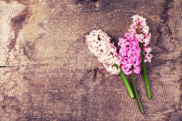 Fundo com jacintos rosa frescos — Fotografia de Stock