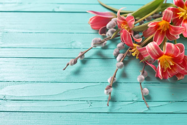 Fresh  spring pink tulips  flowers — Stok fotoğraf