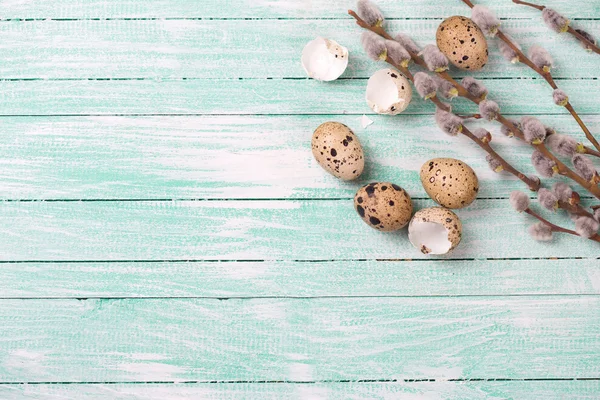 Quail eggs, willow  branches — Stock fotografie