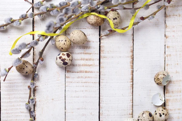 Quail eggs, willow  branches — Stock Photo, Image