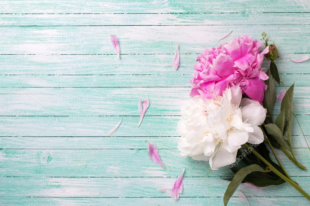 Splendid white and pink peonies flowers