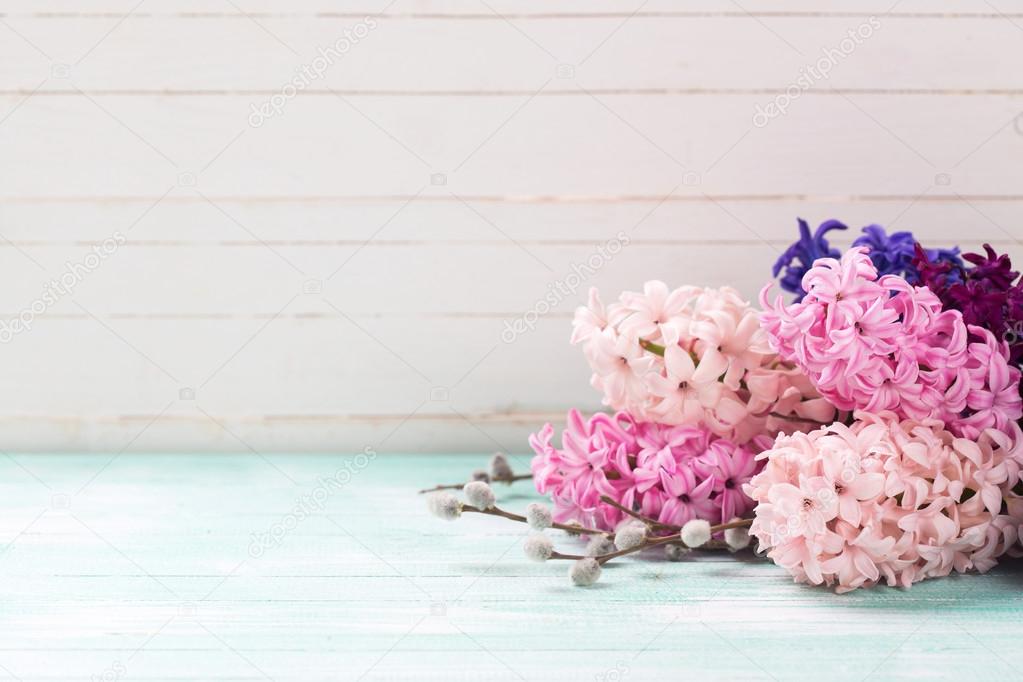 Background with fresh pink hyacinths and willow