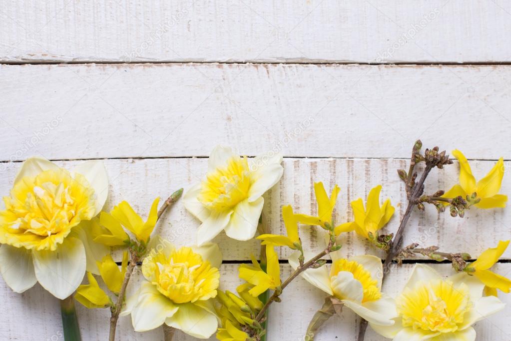 Fresh  yellow narcissus  flowers