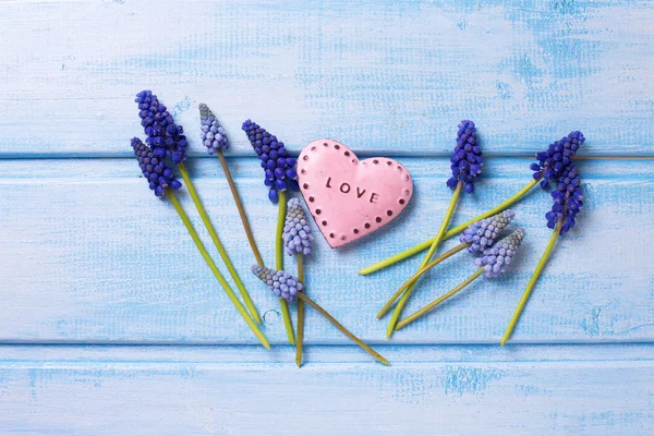 Flores y corazón de muscaries azul — Foto de Stock