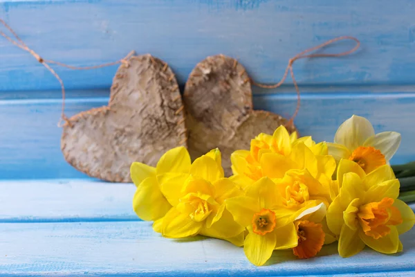 Narciso amarelo brilhante e corações — Fotografia de Stock