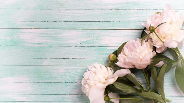 Beyaz peonies çiçekler — Stok fotoğraf