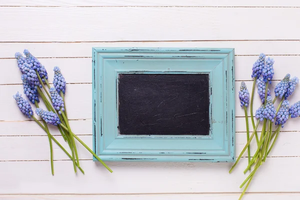 Spring biru muscaries flowers — Stok Foto