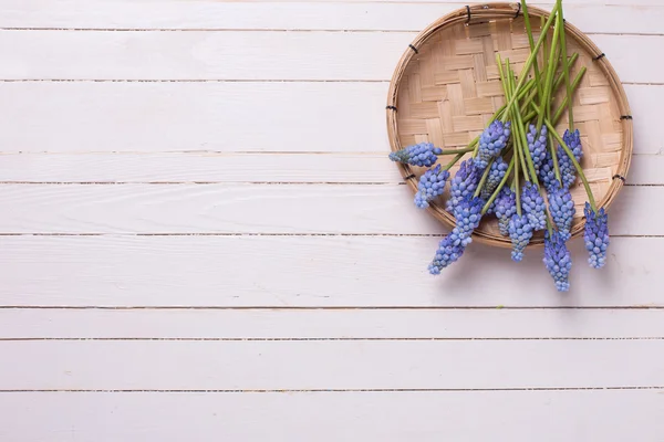 Mavi muscaries çiçek — Stok fotoğraf