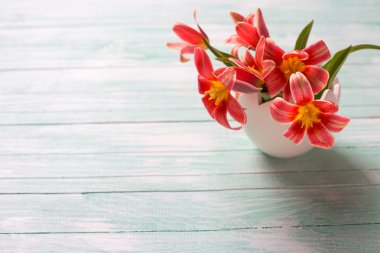 Fresh  spring pink tulips flowers