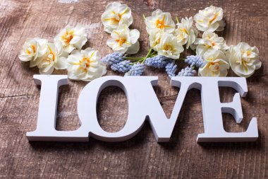 spring narcissus and muscaries flowers