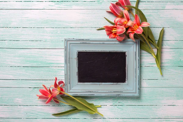 Frische Frühlingsblumen mit roten Tulpen — Stockfoto