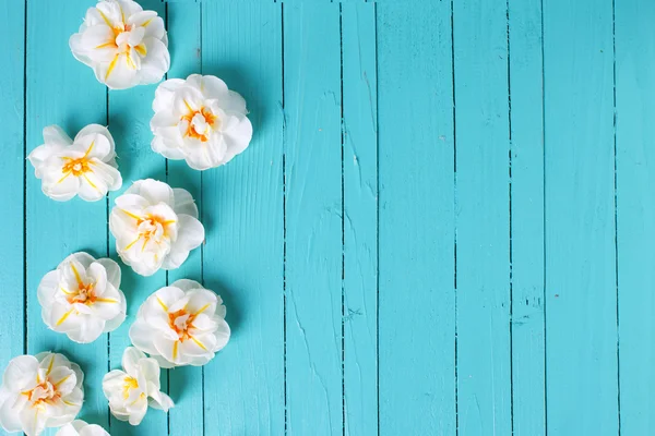 Spring  white narcissus as a border — Stock Photo, Image
