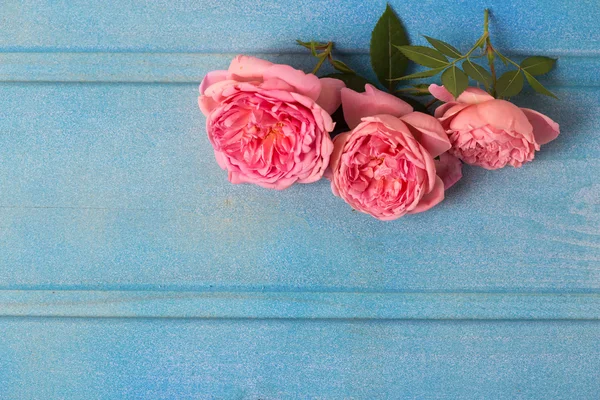 Pink  roses  on blue wooden table. — Stock Photo, Image