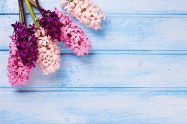 Arka plan ile pembe sümbül