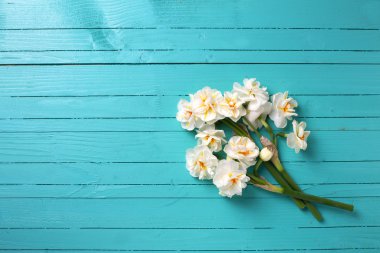 taze bahar nergis çiçekleri