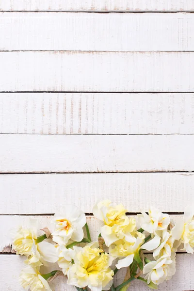 Fresh  spring narcissus  flowers — Stock Photo, Image