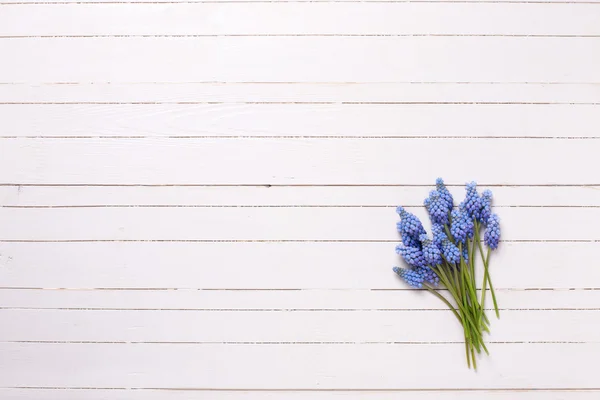 Blaue Muskarienblüten — Stockfoto
