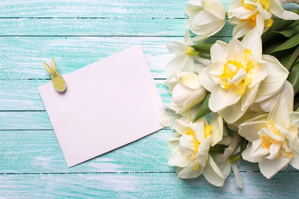 Färsk våren narcisser blommor — Stockfoto