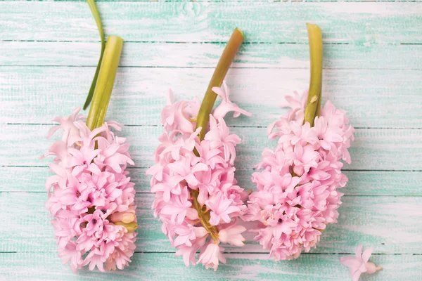 Svěží růžová hyacinty — Stock fotografie