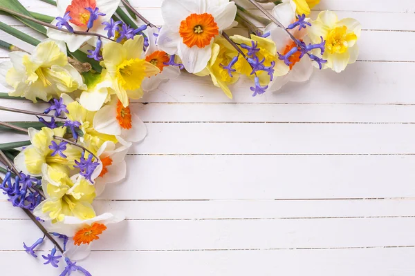 Leuchtend gelbe und blaue Frühlingsblumen — Stockfoto