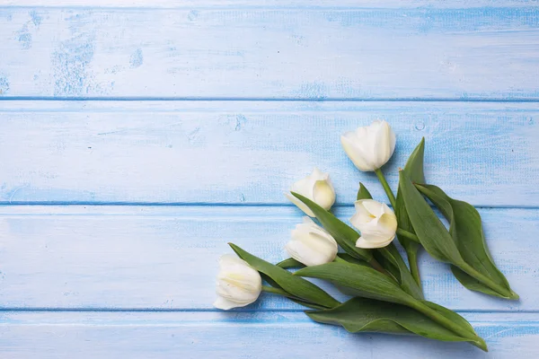 White tulips flowers — Stock Photo, Image