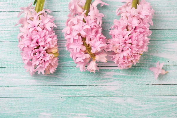 Svěží růžová hyacinty — Stock fotografie