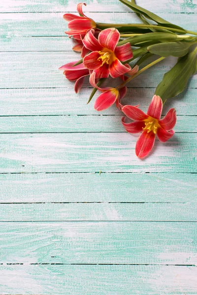 Röda tulpaner blommor — Stockfoto