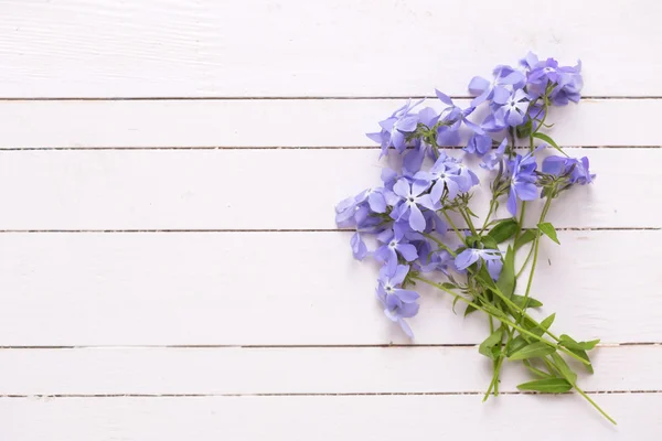 Fleurs bleu tendre fraîches — Photo