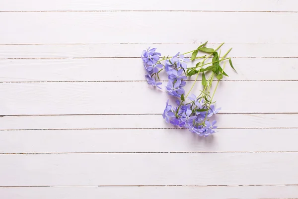 Flores azules tiernas frescas —  Fotos de Stock