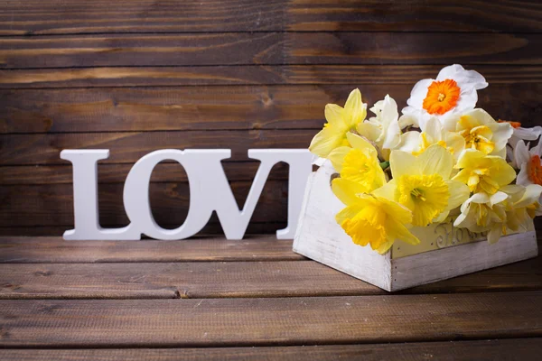 Primavera narciso flores — Foto de Stock