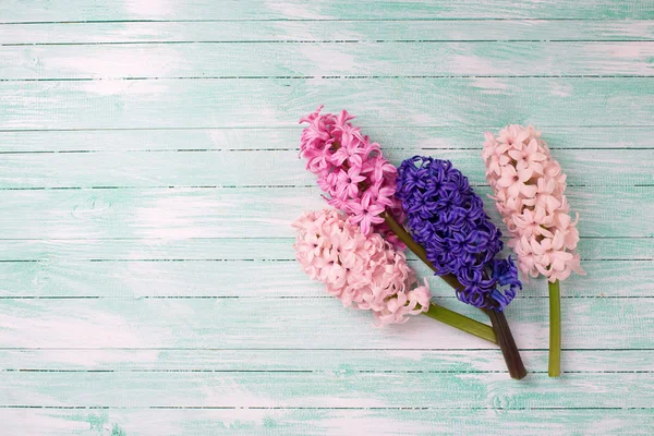Гіацинти свіжі квіти — стокове фото
