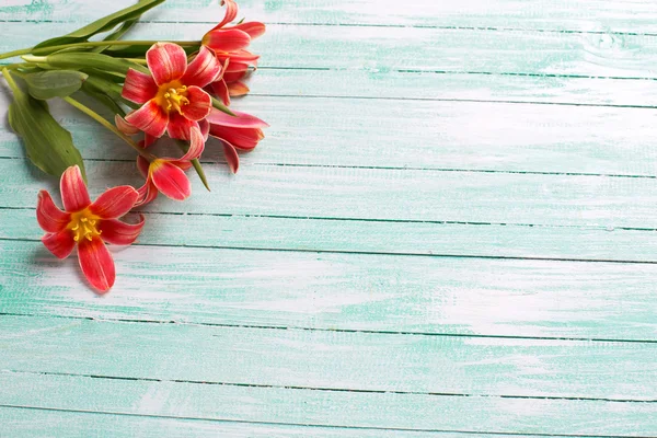 Rote Tulpenblüten — Stockfoto