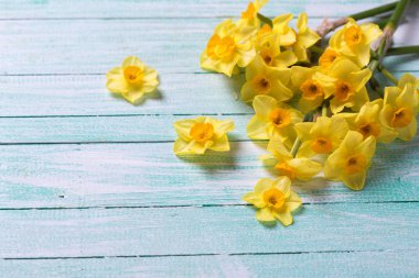 Bahar sarı nergis çiçekleri