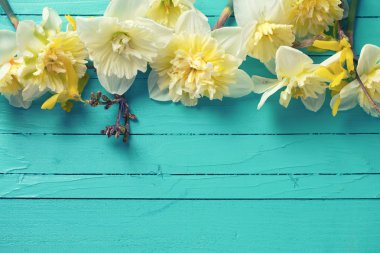 taze bahar nergis çiçekleri