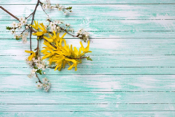 Bahar çiçekli dallar — Stok fotoğraf