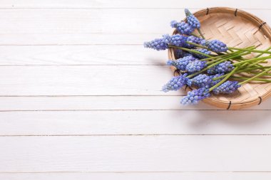 Mavi muscaries çiçek