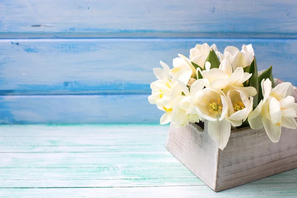 Narcisos blancos y tulipanes — Foto de Stock