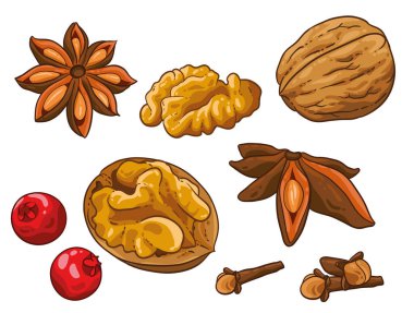 Noel çizimi el çizimi vektörü. Yıldız anason, tarçın, ceviz, karanfil ve kızılcık veya çoban püskülü. İzole edilmiş beyaz arka plan. Kış baharatları.