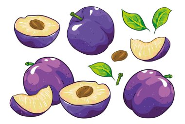 Bir grup erik, erik tohumu ve yaprak. Beyaz arka planda izole edilmiş. Erik çizimi, el çizimi karikatür vektörü. Renkli meyveler.