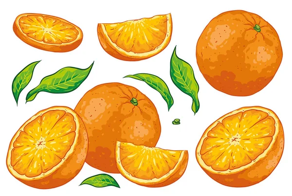 Ομάδα Εσπεριδοειδών Κομμένα Πορτοκάλια Φέτα Πορτοκαλιού Και Φύλλα Απομονωμένο Λευκό — Διανυσματικό Αρχείο