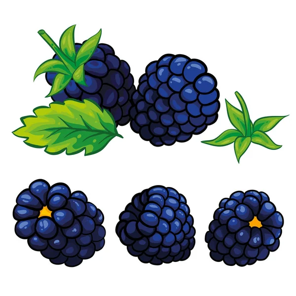 Moras Con Hojas Aisladas Sobre Fondo Blanco Composición Moras Ilustración — Vector de stock