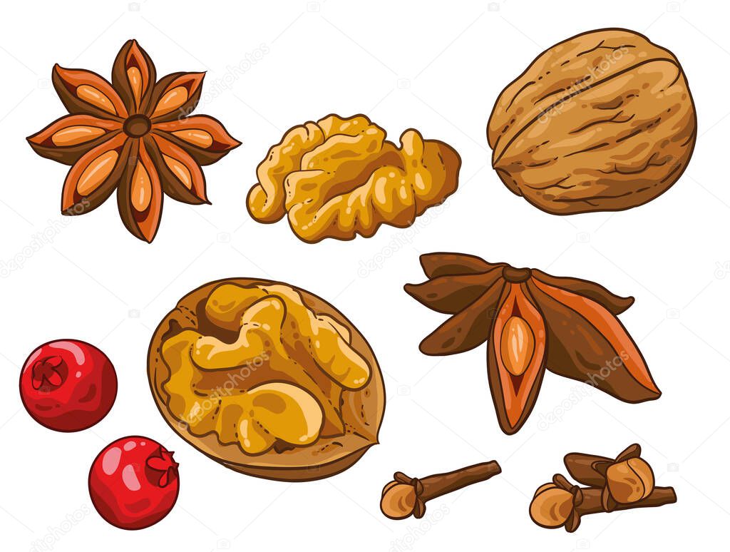 Christmas illustration hand draw vector. Star anise, cinnamon, walnut, cloves and berry cranberries or holly. Isolated od white background. Winter spices.