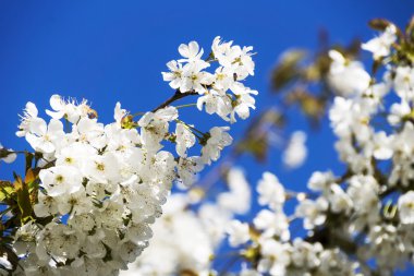 Mavi arkaplanda kiraz çiçekleri