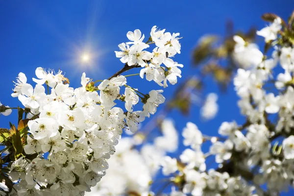 Flores de cerejeira sobre fundo céu azul — Fotografia de Stock