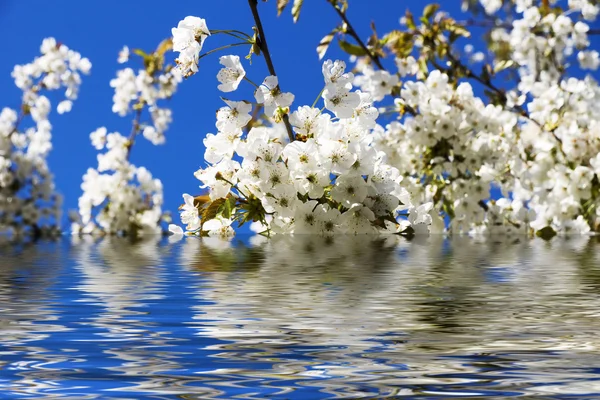 Wiśniowe kwiaty z odbiciem w wodzie — Zdjęcie stockowe