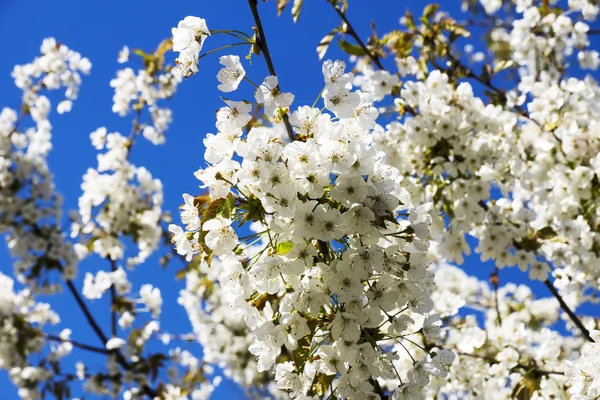 Mavi arkaplanda kiraz çiçekleri